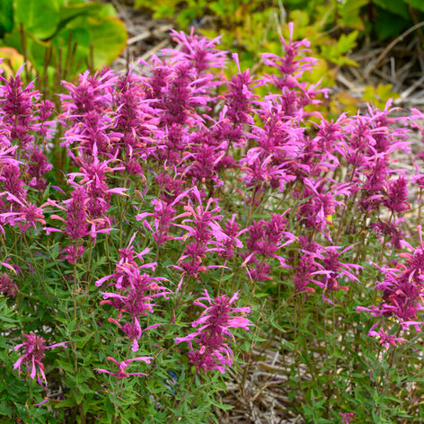 Kłosowiec (Agastache)