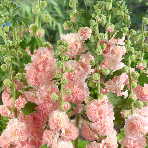 Malw (Alcea rosea)