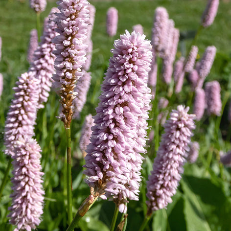 Rdest Persicaria Rośliny z Gołym Korzeniem