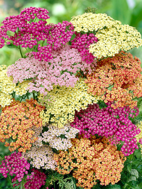 Achillea Summer Pastels (Krwawnik)