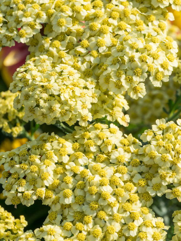 Achillea Creme de la Creme (Krwawnik)