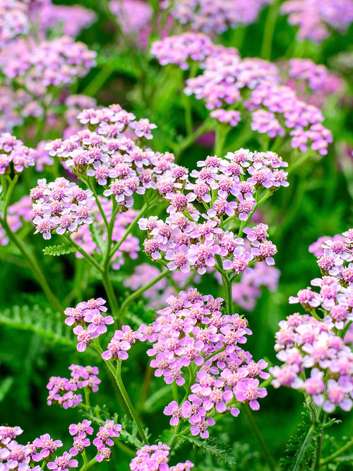 Achillea Ending Blue (Krwawnik)