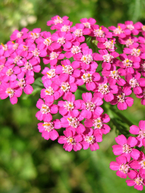 Achillea Lightning Pink (Krwawnik)