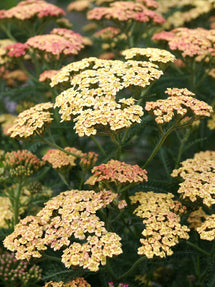 Achillea Peachy Seduction (Krwawnik)