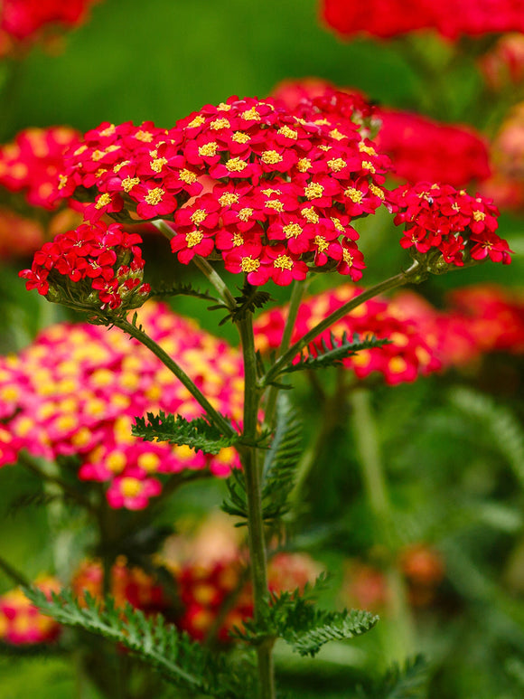 Achillea Sparkling Contrast (Krwawnik)