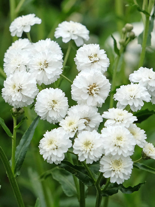 Achillea ptarmica Diadem (Krwawnik)