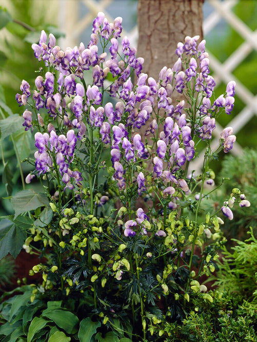 Tojad Dwubarwny Bicolor (Aconitum)