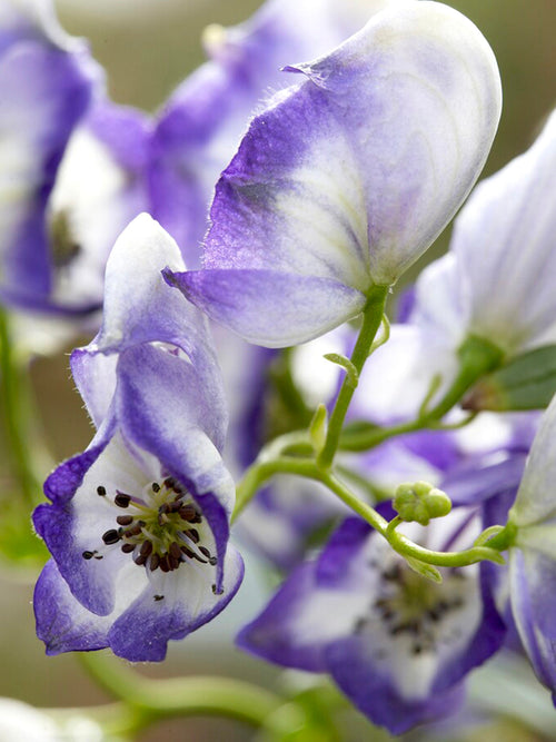 Tojad Dwubarwny Bicolor (Aconitum)