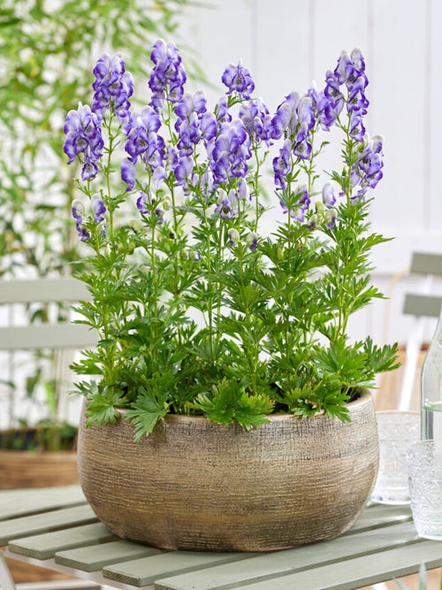 Tojad Dwubarwny Bicolor (Aconitum)