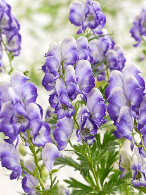 Tojad Dwubarwny Bicolor (Aconitum)