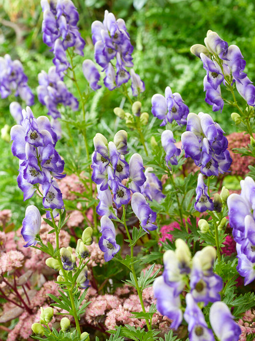 Tojad Dwubarwny Bicolor (Aconitum)