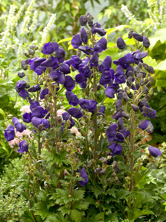 Aconitum Royal Flush (Tojad)