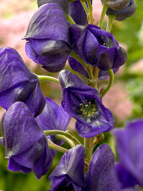 Aconitum Royal Flush (Tojad)