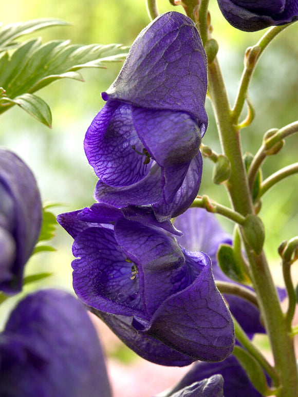 Aconitum Royal Flush (Tojad)