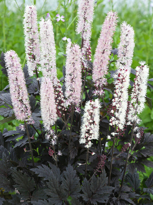 Actaea simplex Chocoholic Świecznica - pluskwica (Cimicifuga, Actaea)