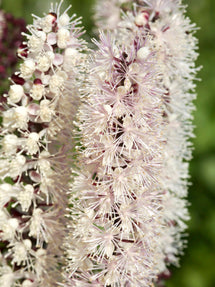 Actaea simplex Chocoholic (Świecznica)