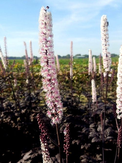 Actaea simplex Pink Spike Świecznica