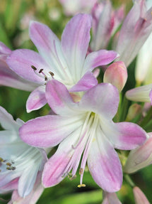 Agapanthus (Afrykańska lilia) Blush Pink