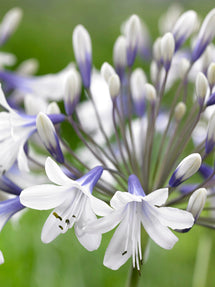 Agapanthus (Afrykańska lilia) Twister