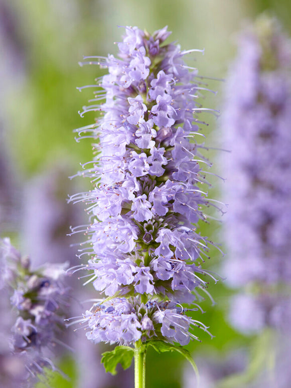 Agastache Blue Fortune (Kłosowiec)