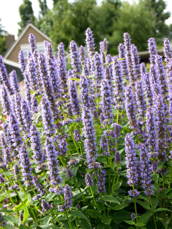 Kłosowiec Blue fortune Agastache - Aromatyczny kłos