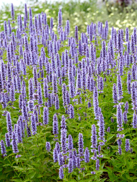 kłosowiec Blue Fortune - Agastache Blue Fortune