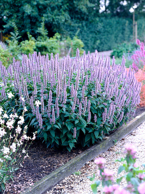 Kłosowiec 'Blue Fortune' Agastache