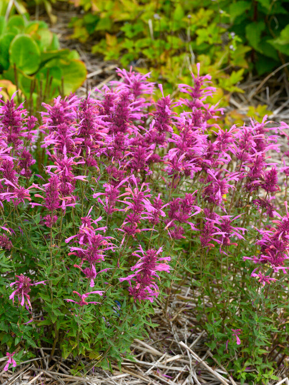 Agastache Rosie Posie (Kłosowiec)