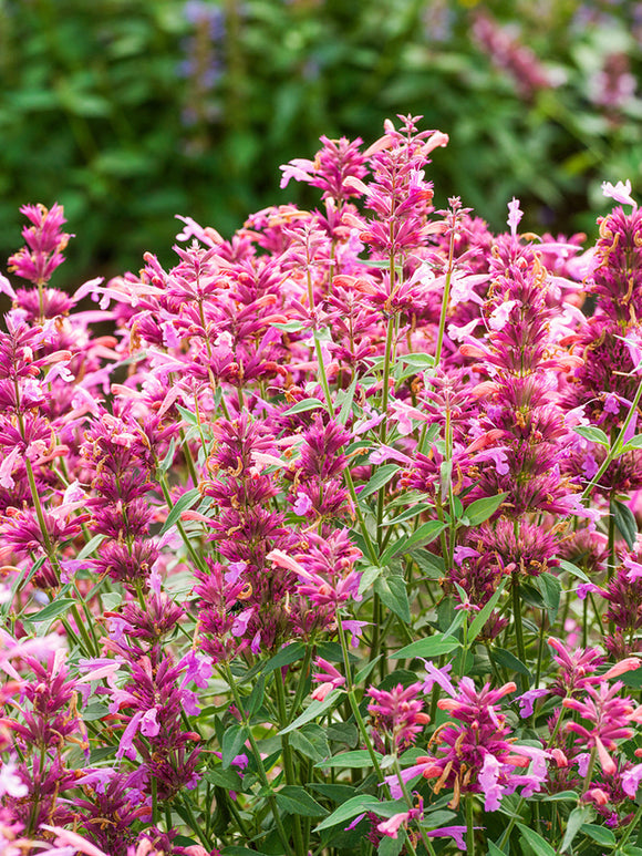 Agastache Rosie Posie (Kłosowiec)