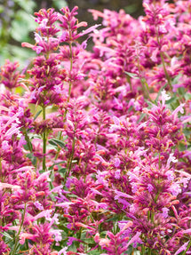 Agastache Rosie Posie (Kłosowiec)