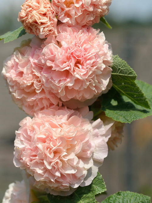 Malwa Chater's Double Apricot (Alcea)