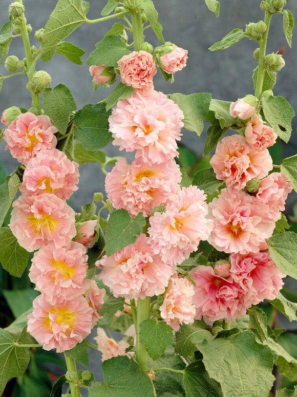 Malwa Chater's Double Apricot (Alcea)