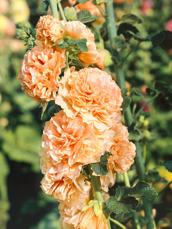 Malwa Chater's Double Apricot (Alcea)