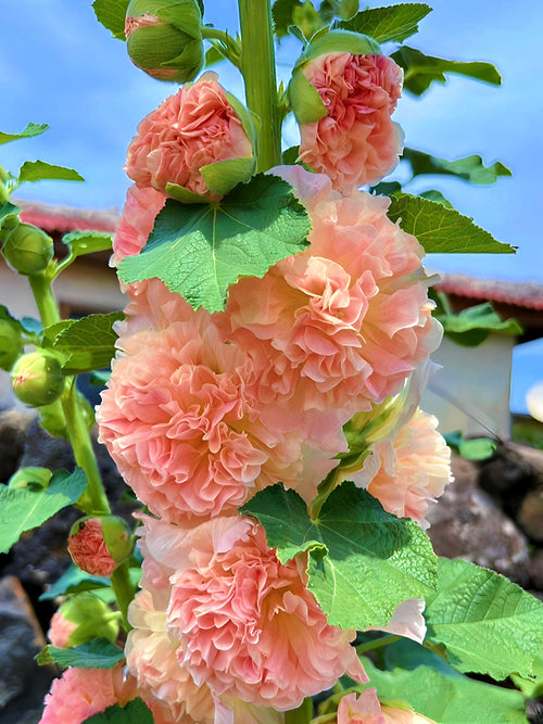 Malwa Chater's Double Apricot (Alcea)