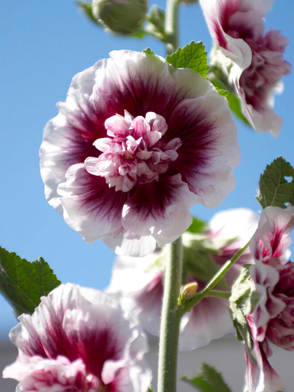 Malwa Creme de Cassis (Alcea)