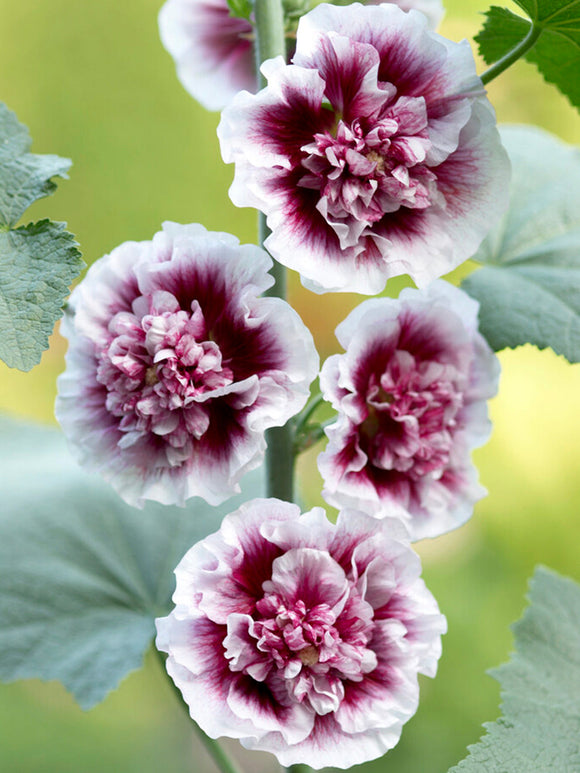 Malwa Creme de Cassis (Alcea) goły korzeń