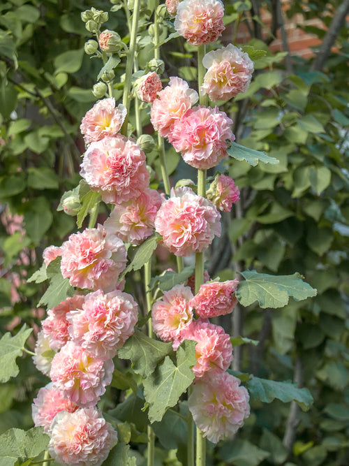 Alcea Majorette Double Pink (Malwa) Rośliny z gołym korzeniem