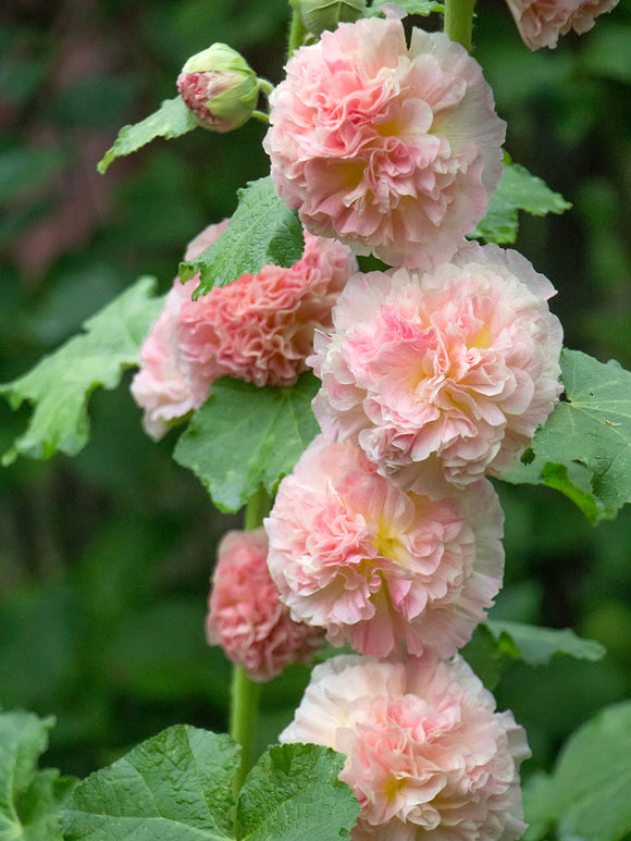 Malwa Majorette Double Pink (Alcea)