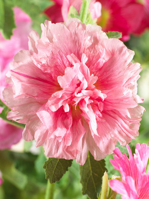 Alcea Majorette Double Pink (Malwa) Rośliny z gołym korzeniem