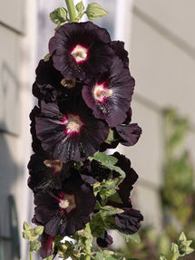 Malwa Nigra (Alcea)