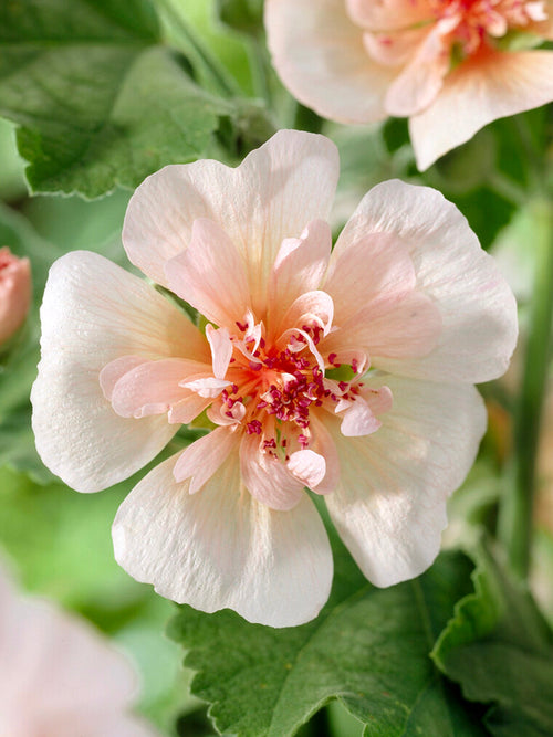 Malwa Parkfrieden (Alcea)