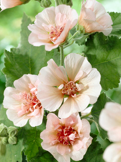 Malwa Parkfrieden (Alcea)