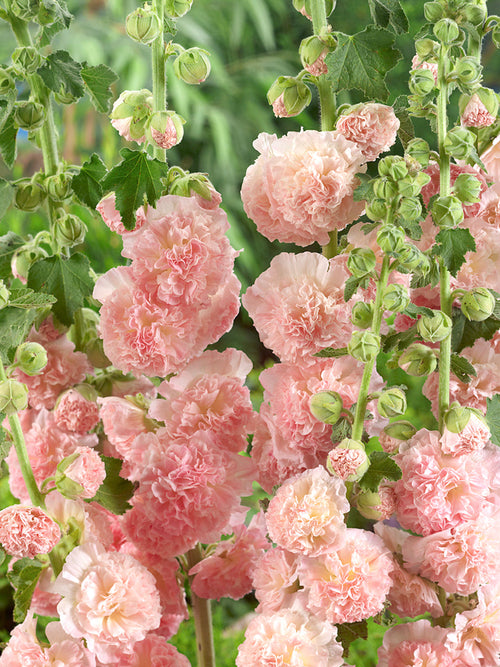 Malwa Peaches and Dreams (Alcea)