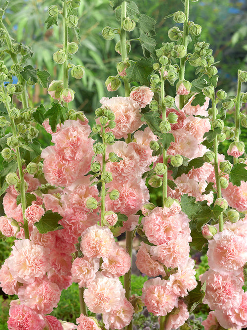 Malwa Peaches and Dreams (Alcea)