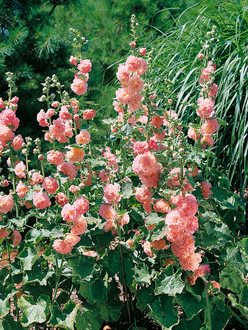 Malwa Peaches and Dreams (Alcea)