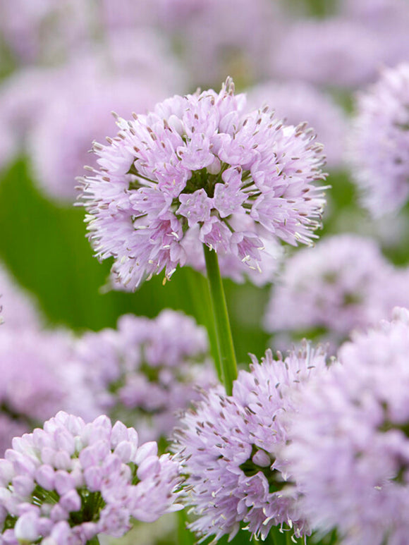 Czosnek ozdobny Summer Beauty (Allium)