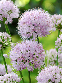 Czosnek ozdobny Summer Beauty (Allium)