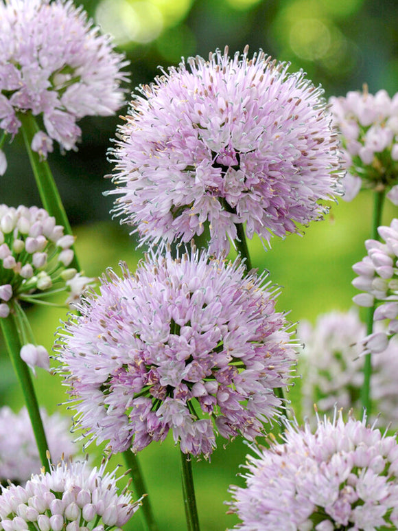 Czosnek ozdobny Summer Beauty (Allium)