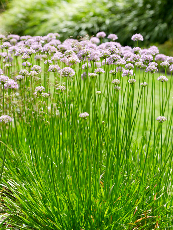 Czosnek ozdobny Summer Beauty (Allium)