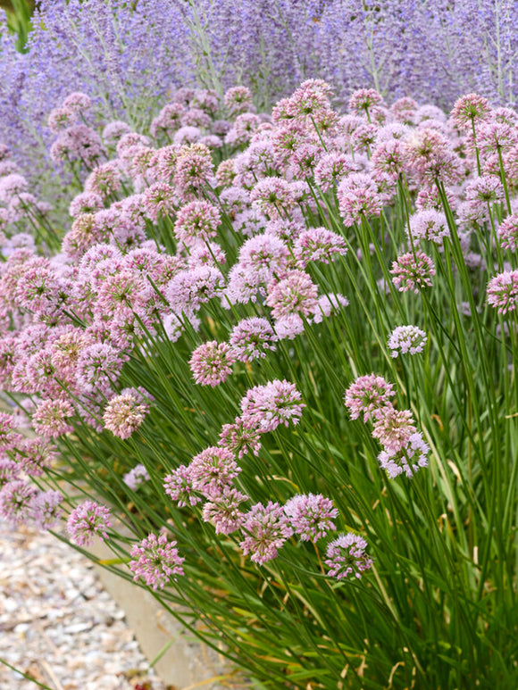 Czosnek ozdobny Summer Beauty (Allium)